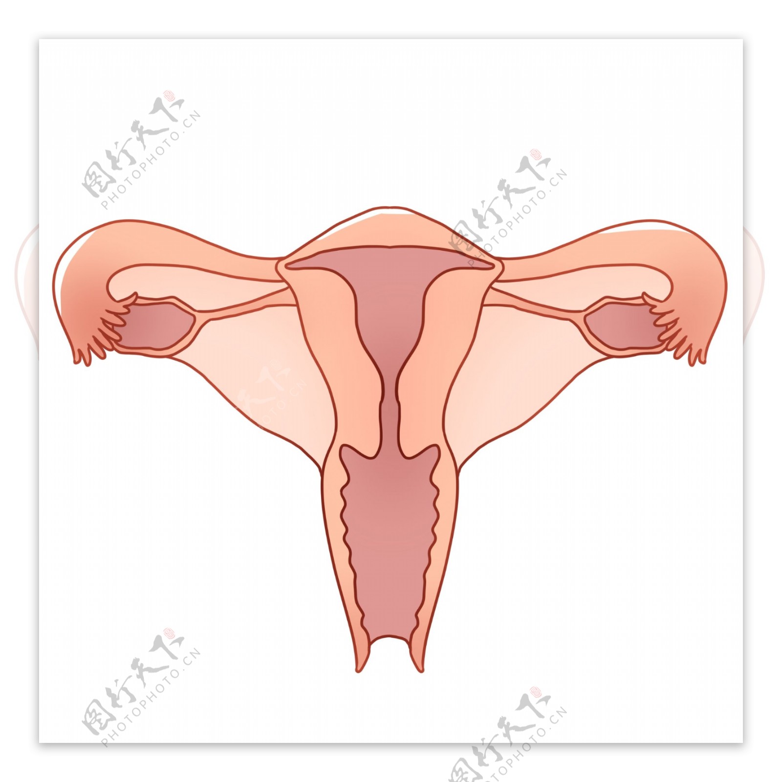 女性子器官插图