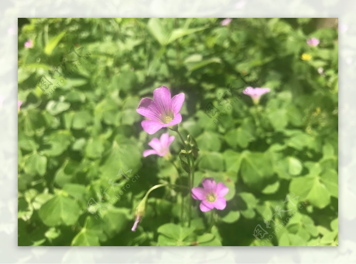 红花醡浆草