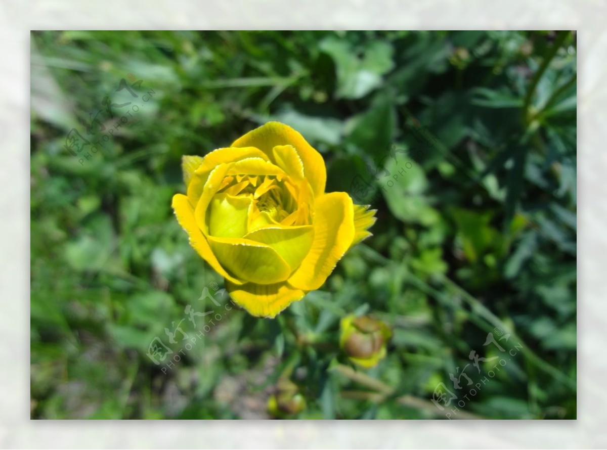 花春天黄花草