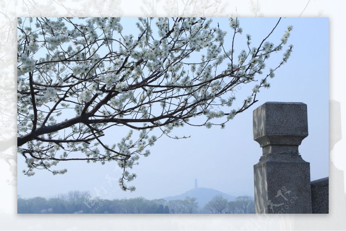 颐和园山桃花