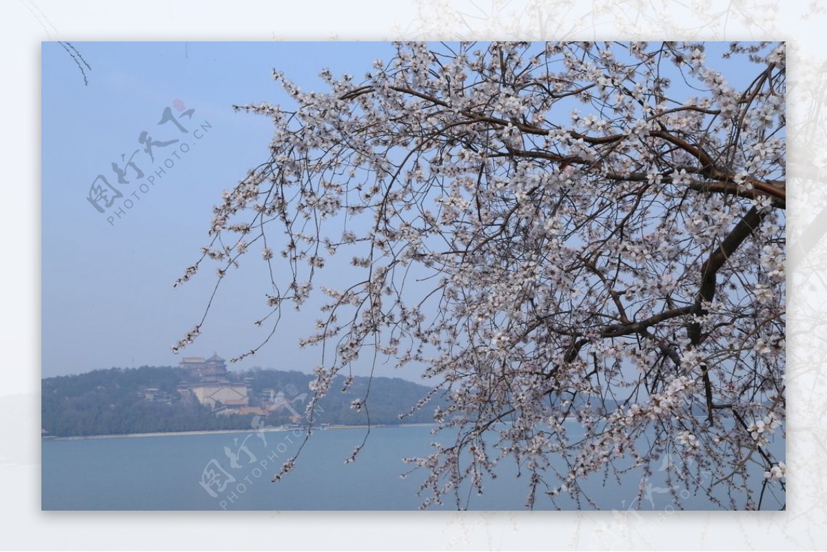 颐和园山桃花