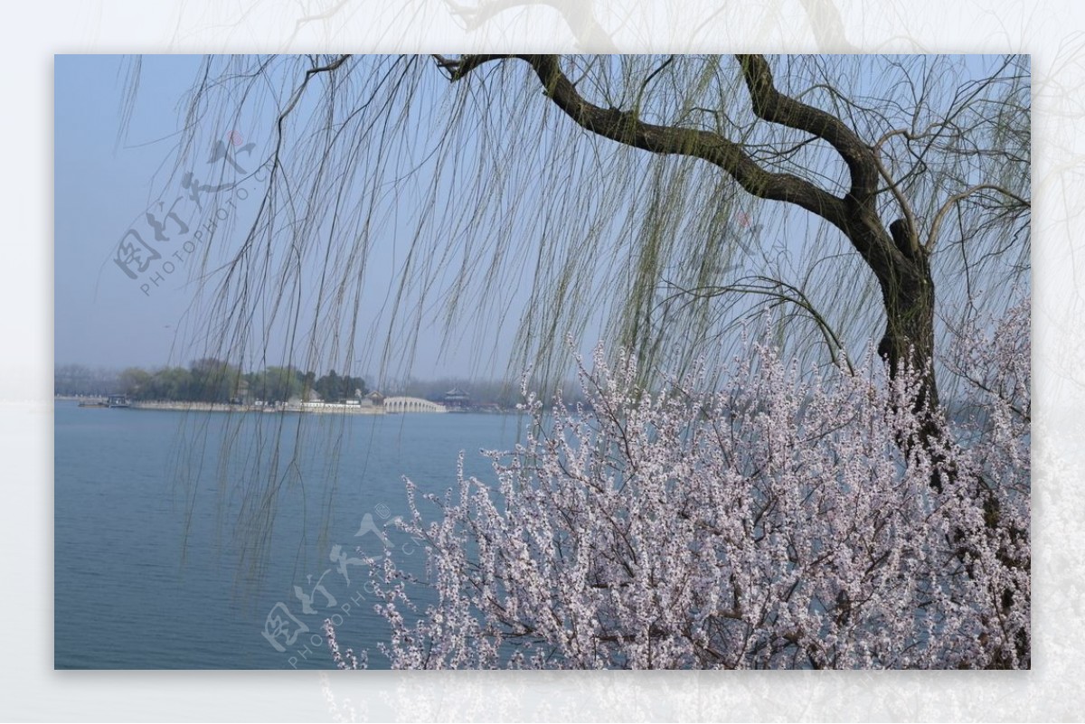 颐和园山桃花