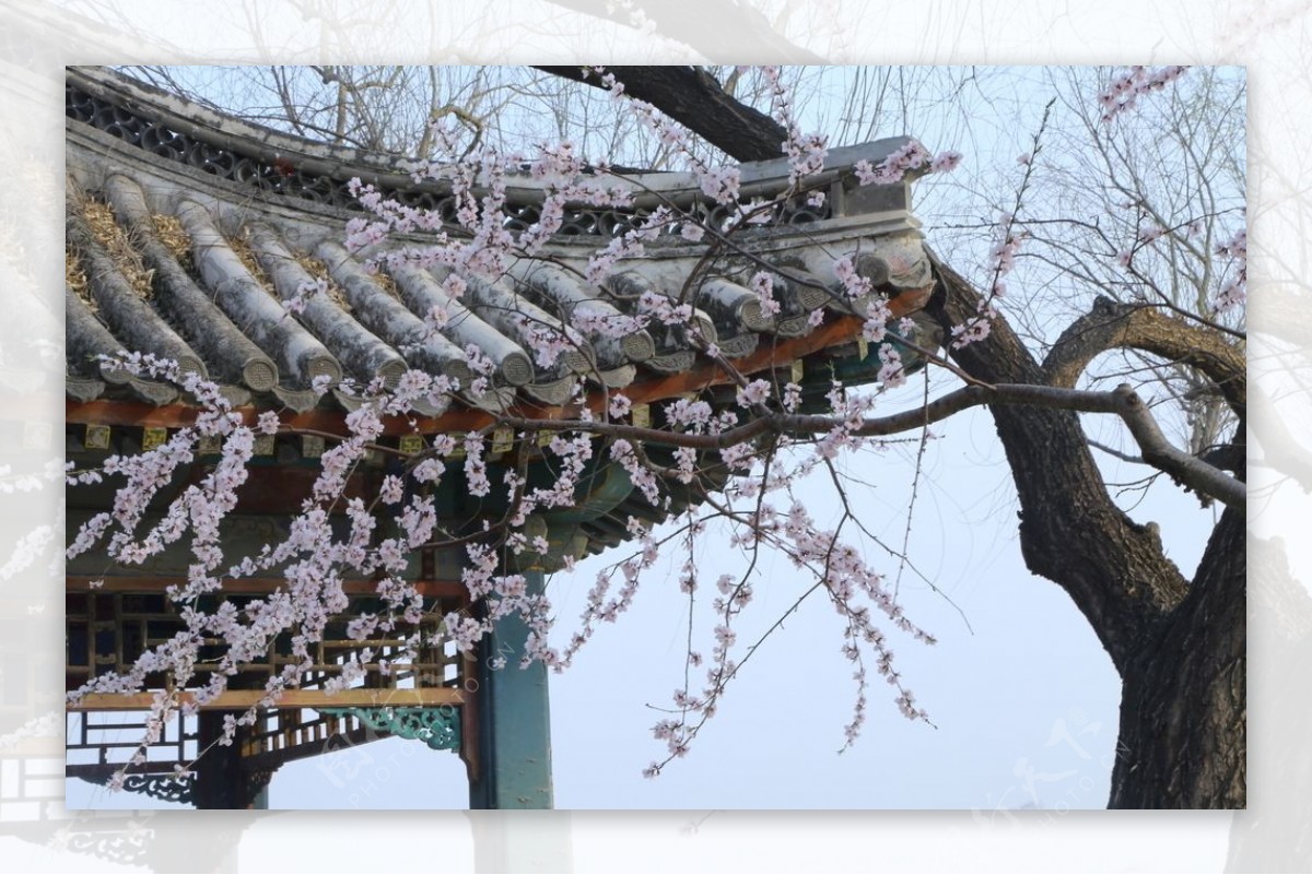 颐和园山桃花