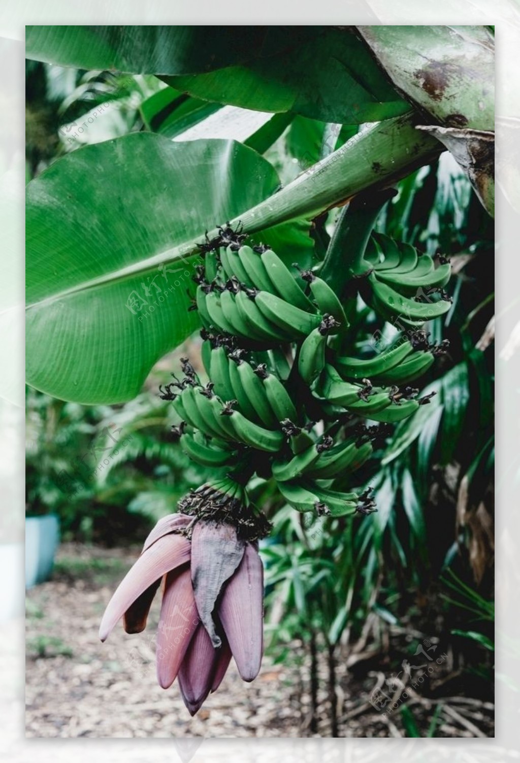 香蕉和芭蕉的区别在哪里（"香蕉"和"芭蕉"有什么区别？营养差别很大，别再买错了） | 说明书网