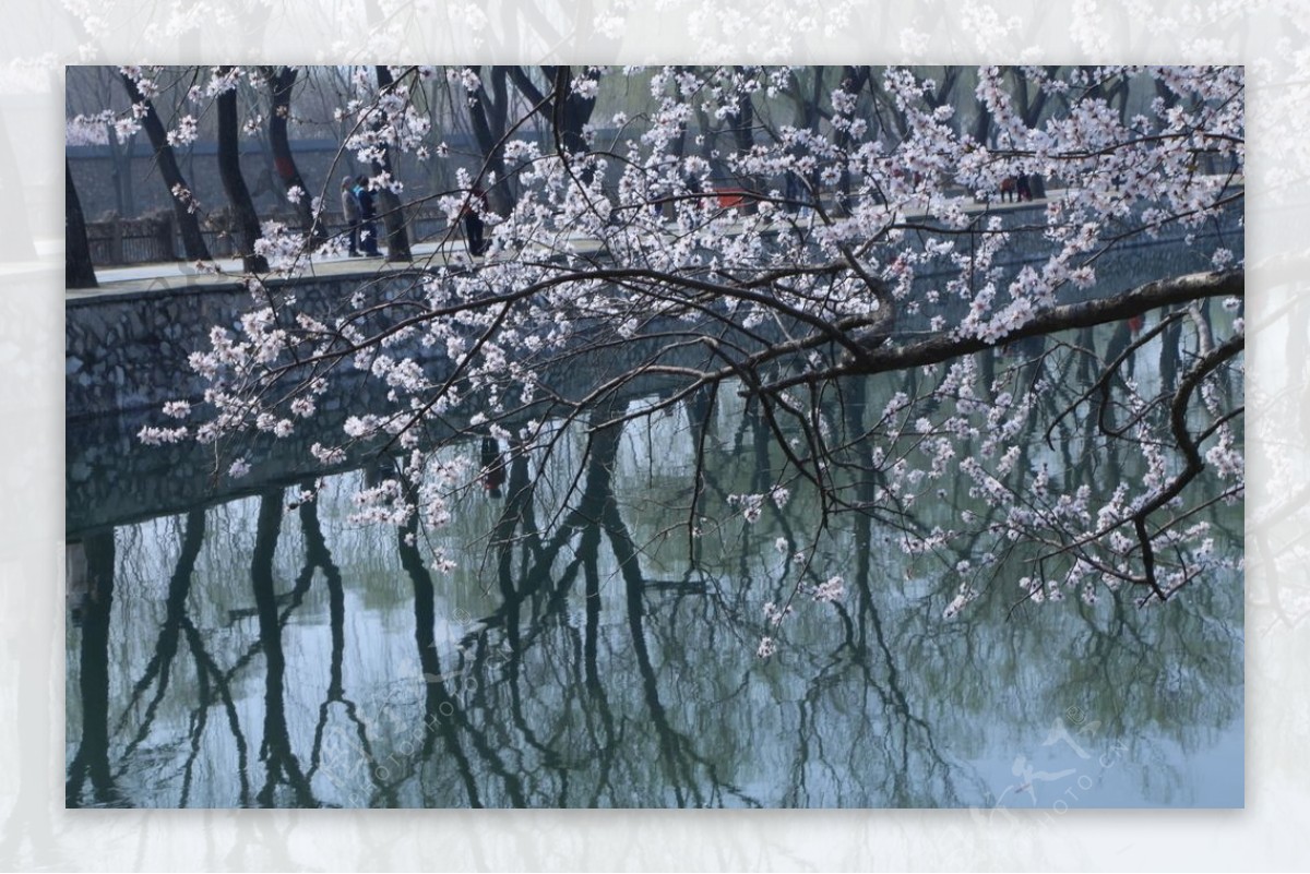 颐和园山桃花