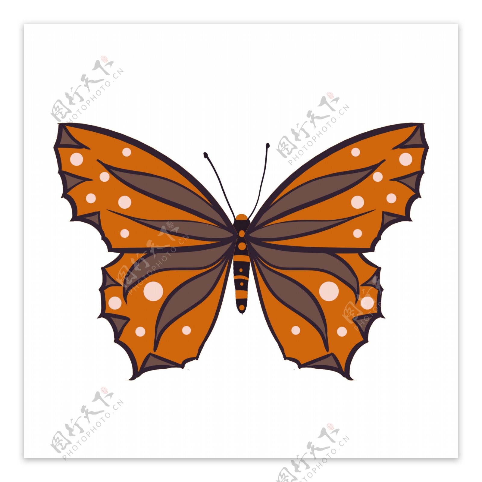 棕橙色蝴蝶