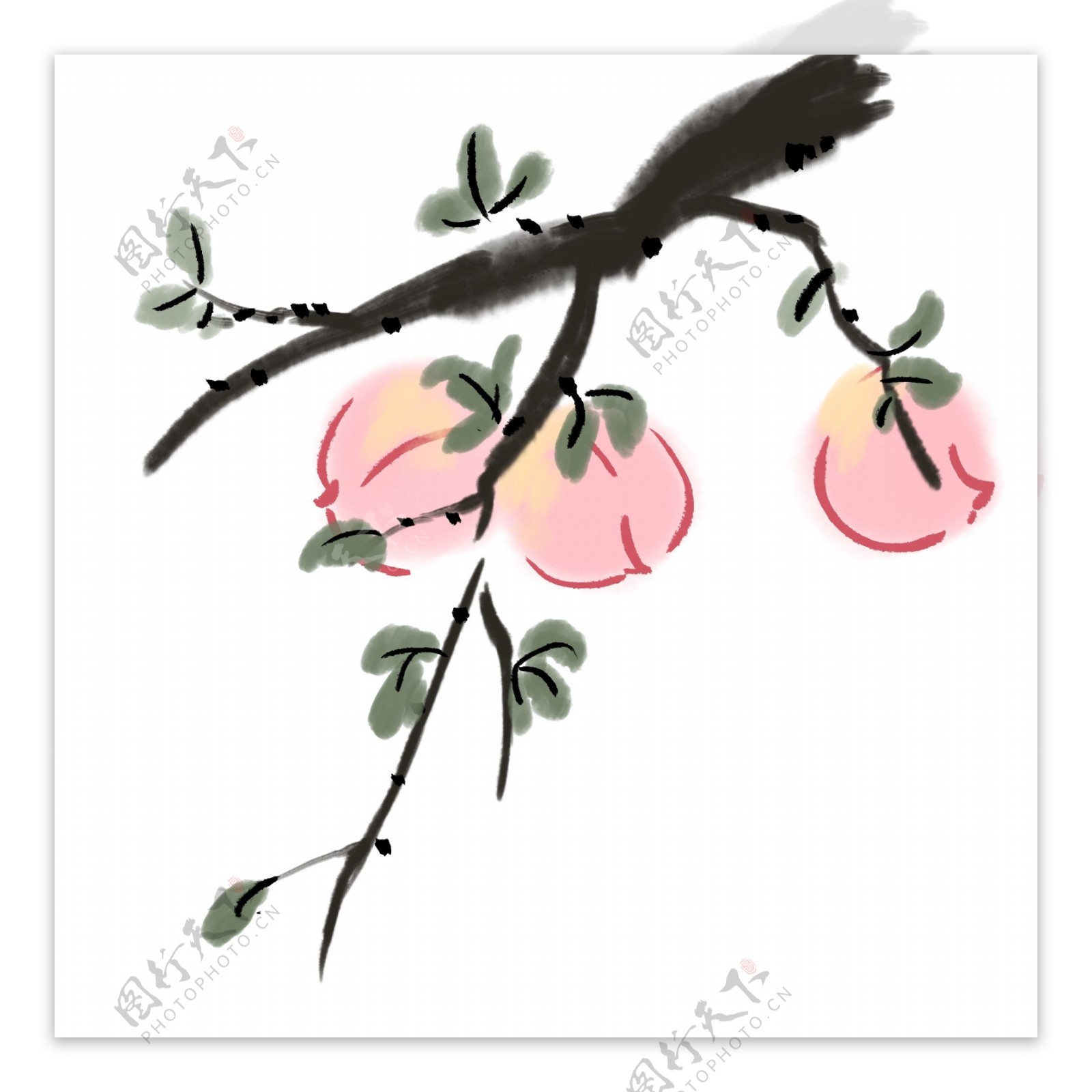 桃树果树水墨国画