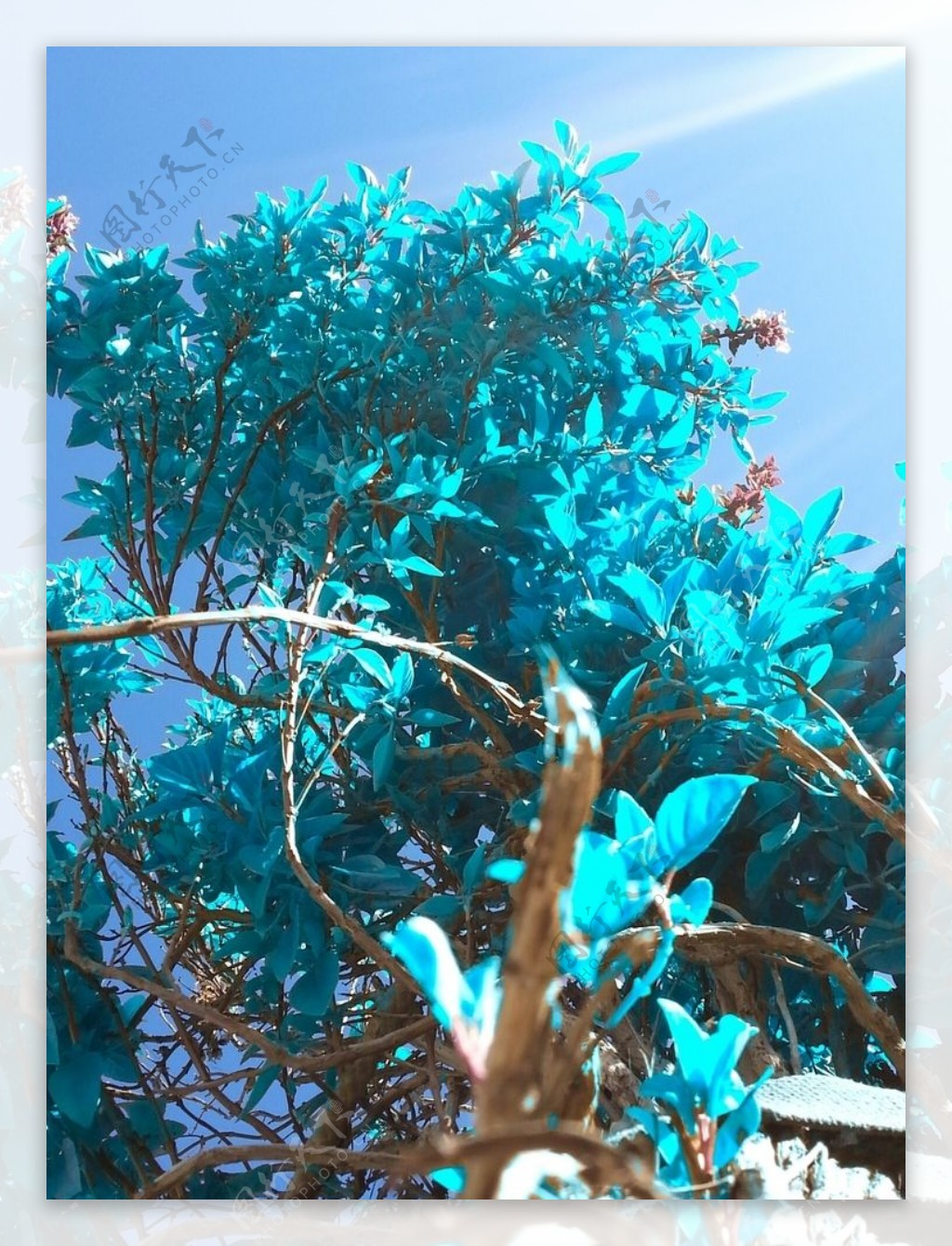 蓝色树叶