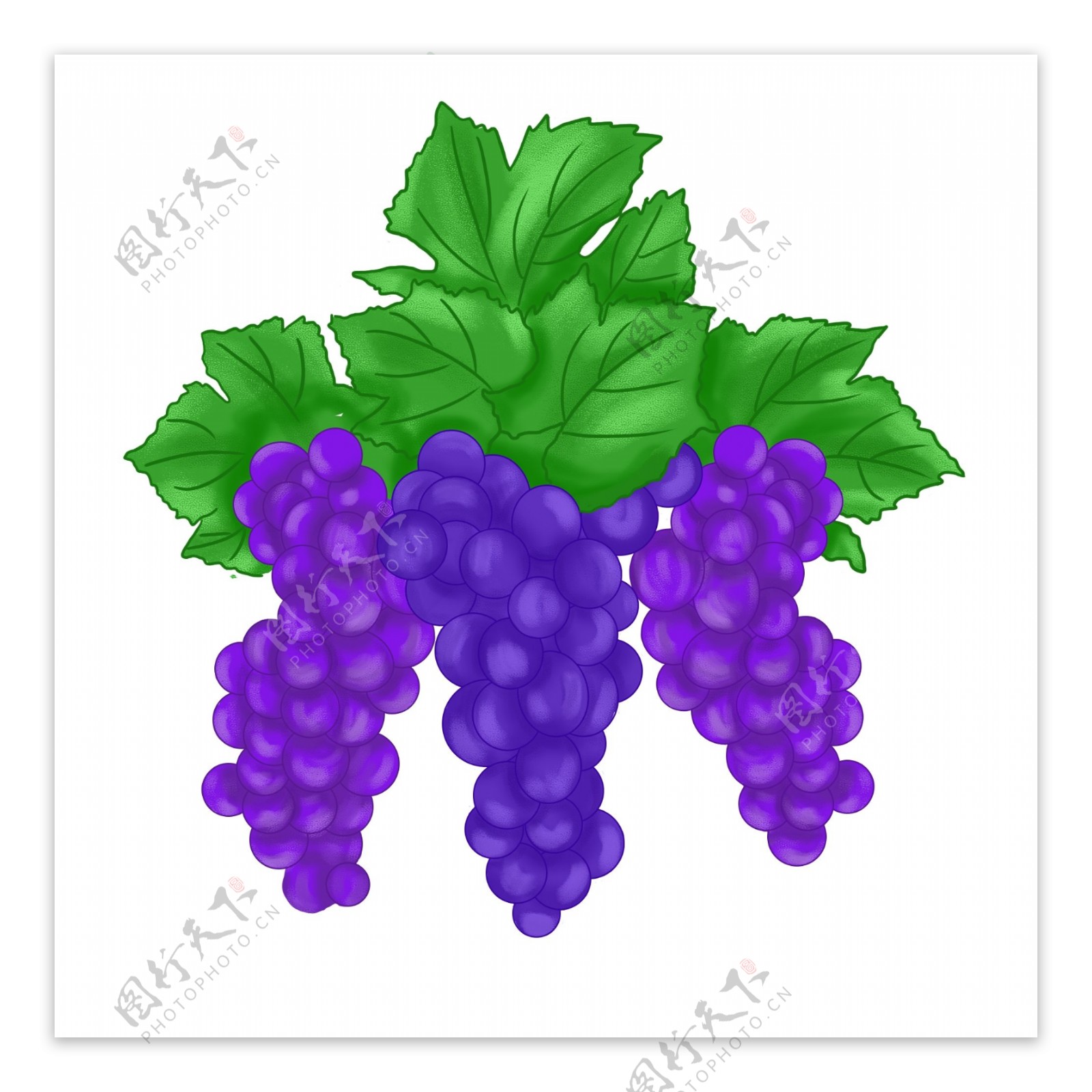 水果葡萄紫色小清新手绘生鲜绿叶