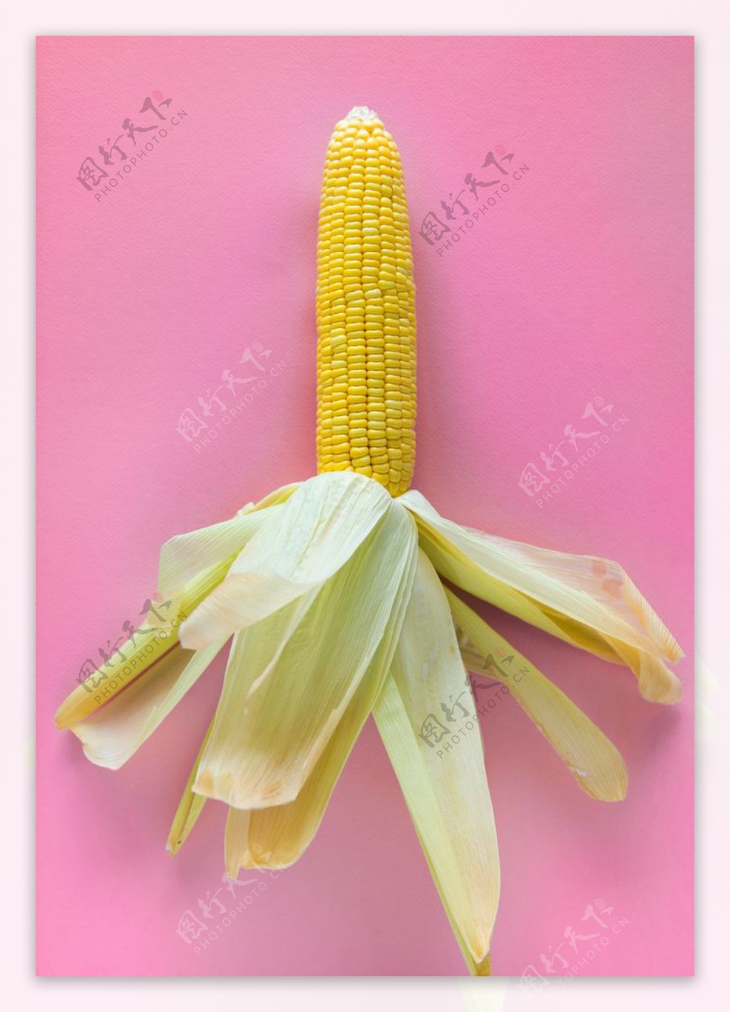 小玉米图片素材-编号11397169-图行天下