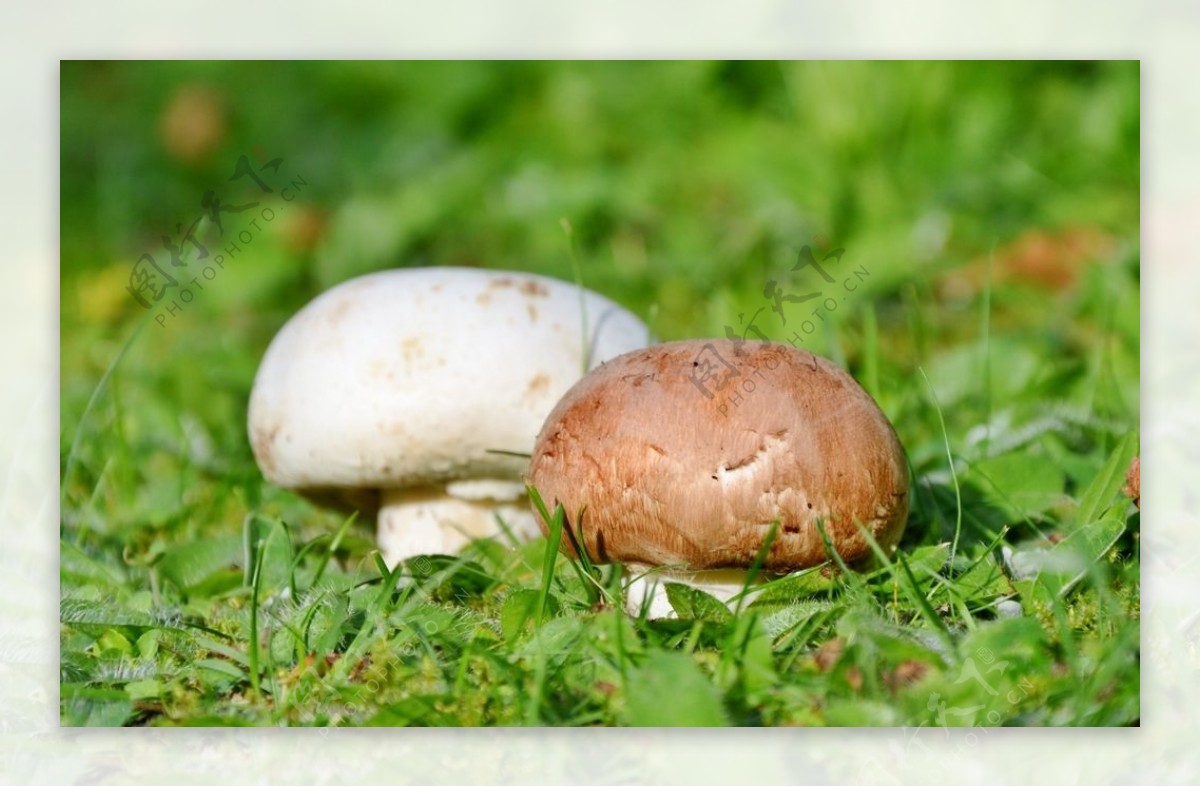草地上的两个蘑菇