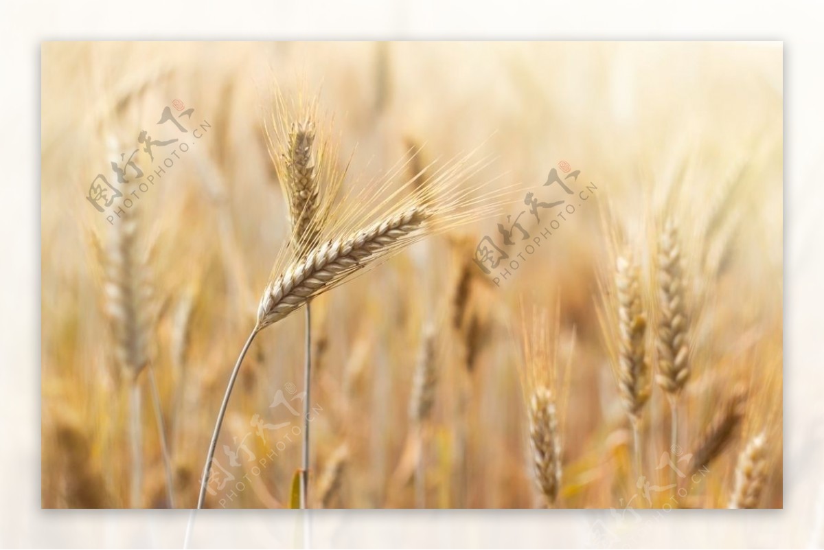 小麦为什么发芽时只有一片叶子？究其原因，其实在种子中就已注定