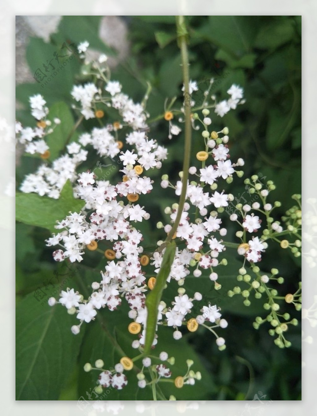白色花朵接骨草