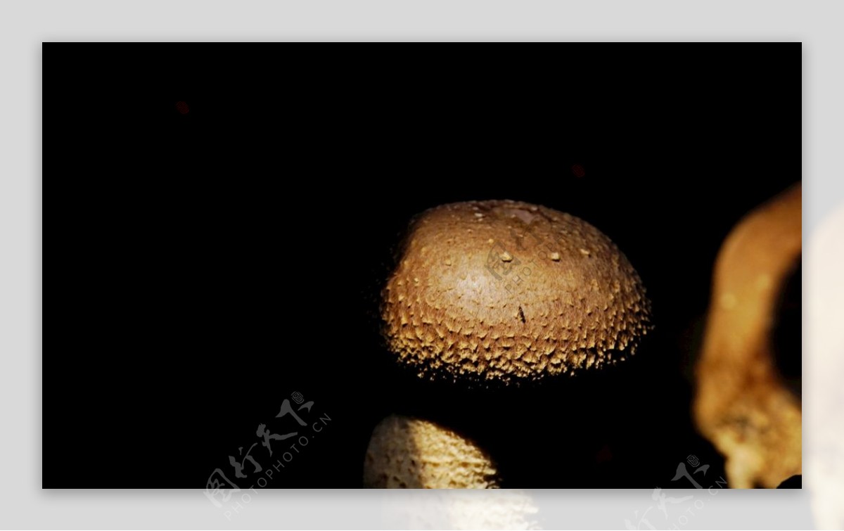 精致可爱的蘑菇