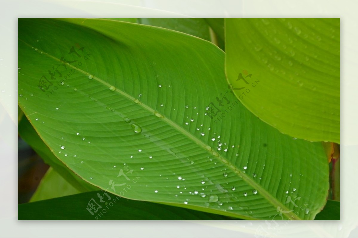 水珠花叶