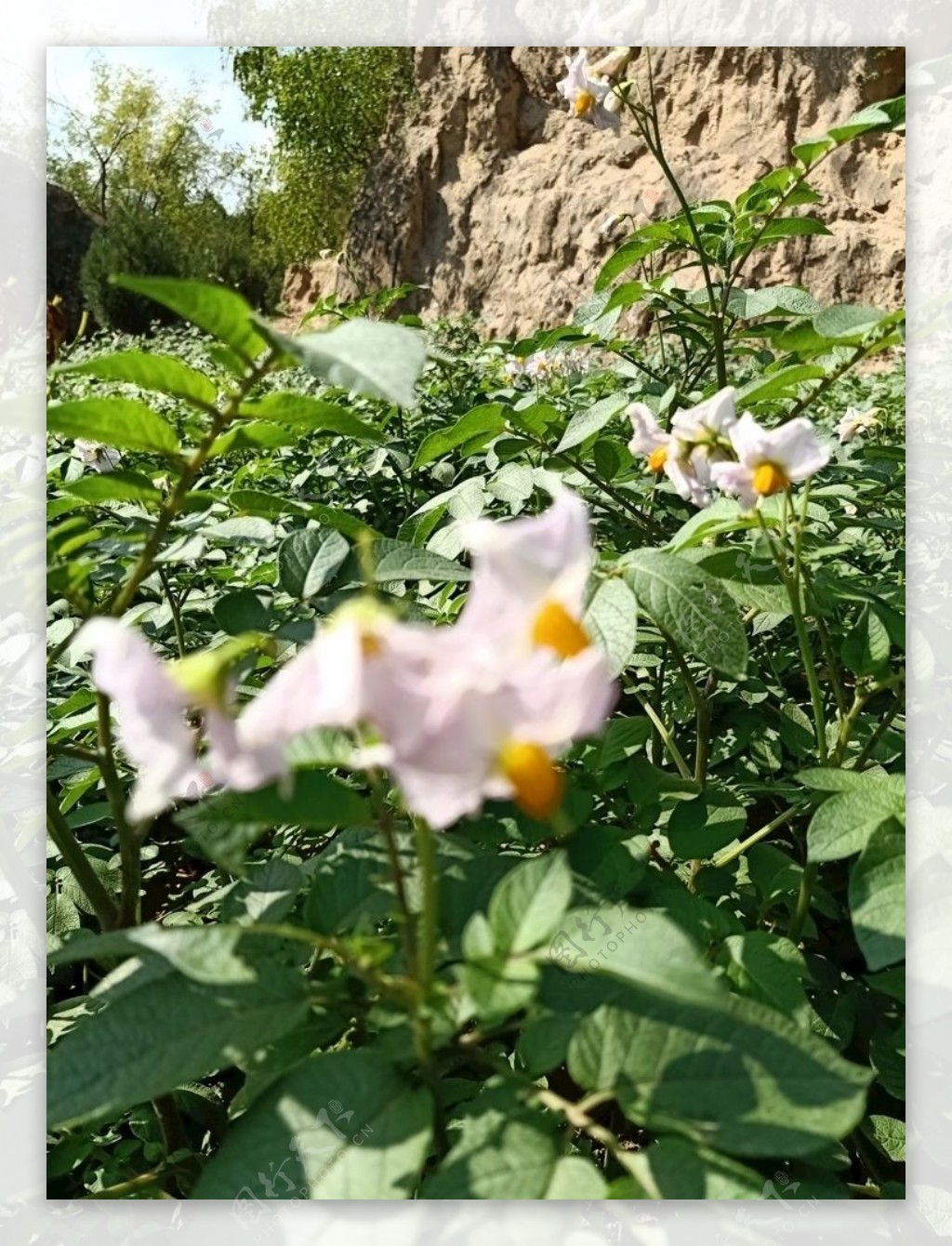 紫色的土豆花-中关村在线摄影论坛