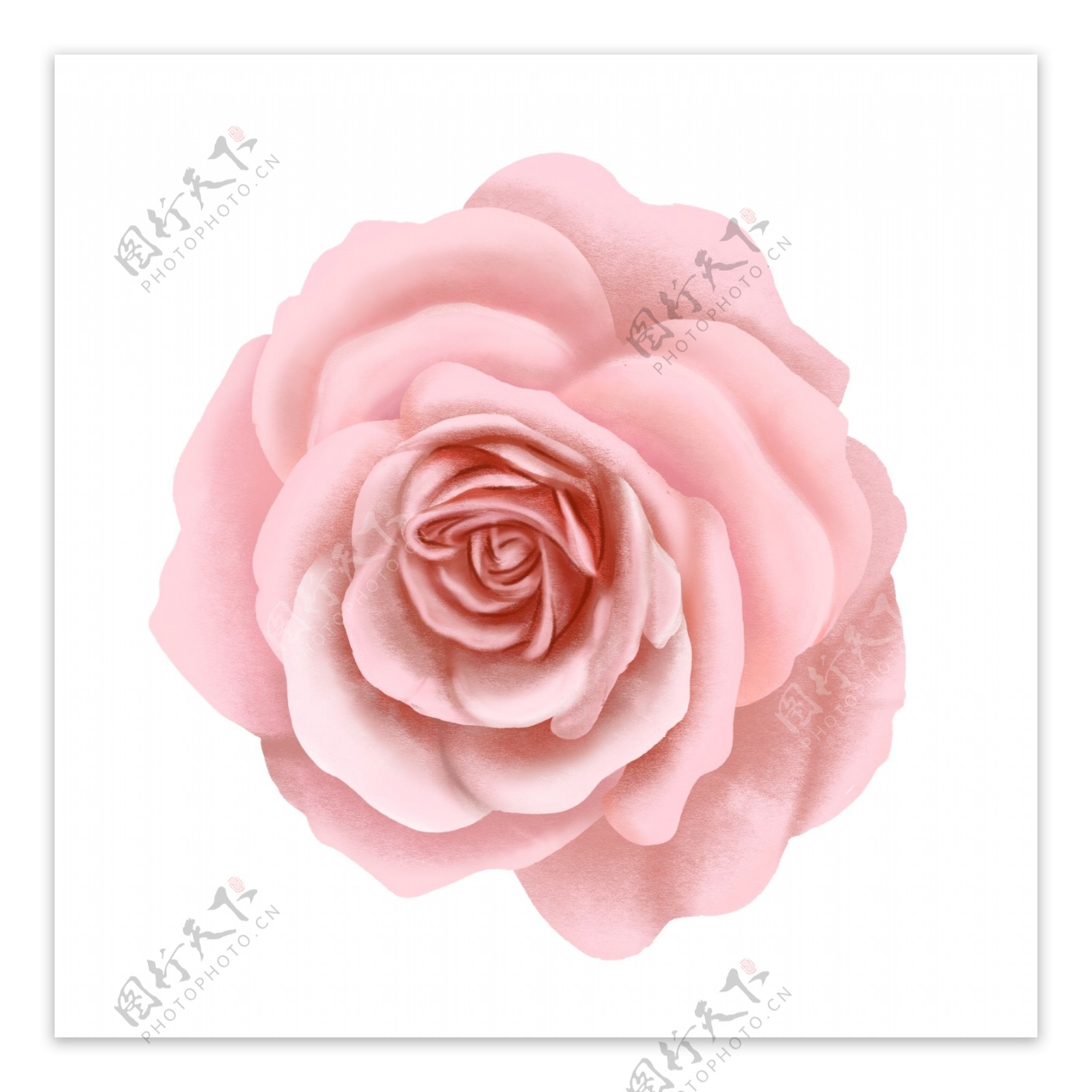 精美粉色玫瑰花素材