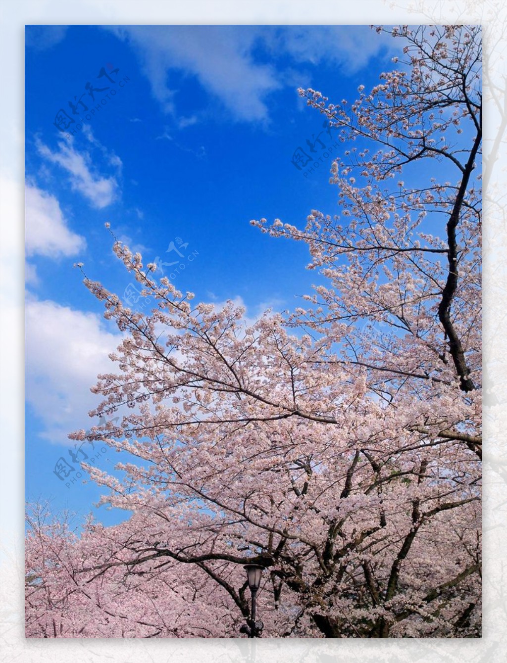 樱花树