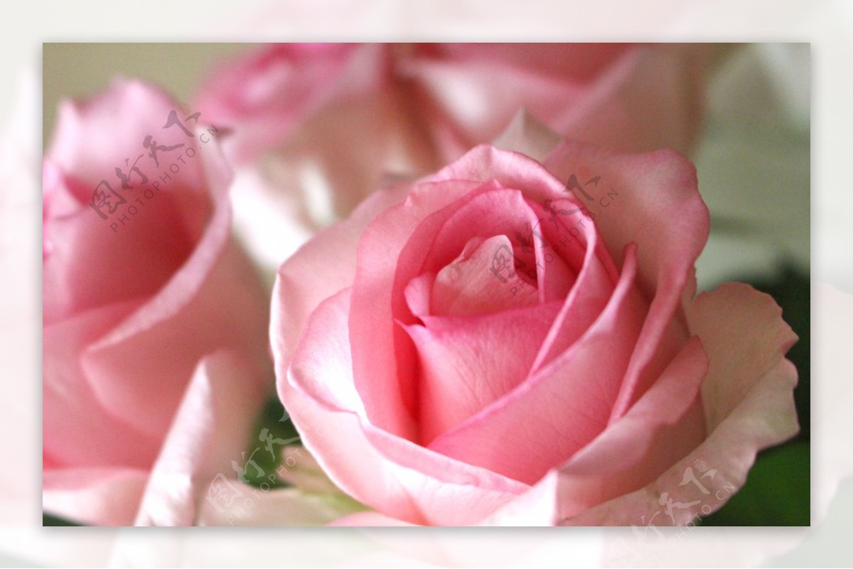 唯美粉色玫瑰花图片素材-编号26367115-图行天下