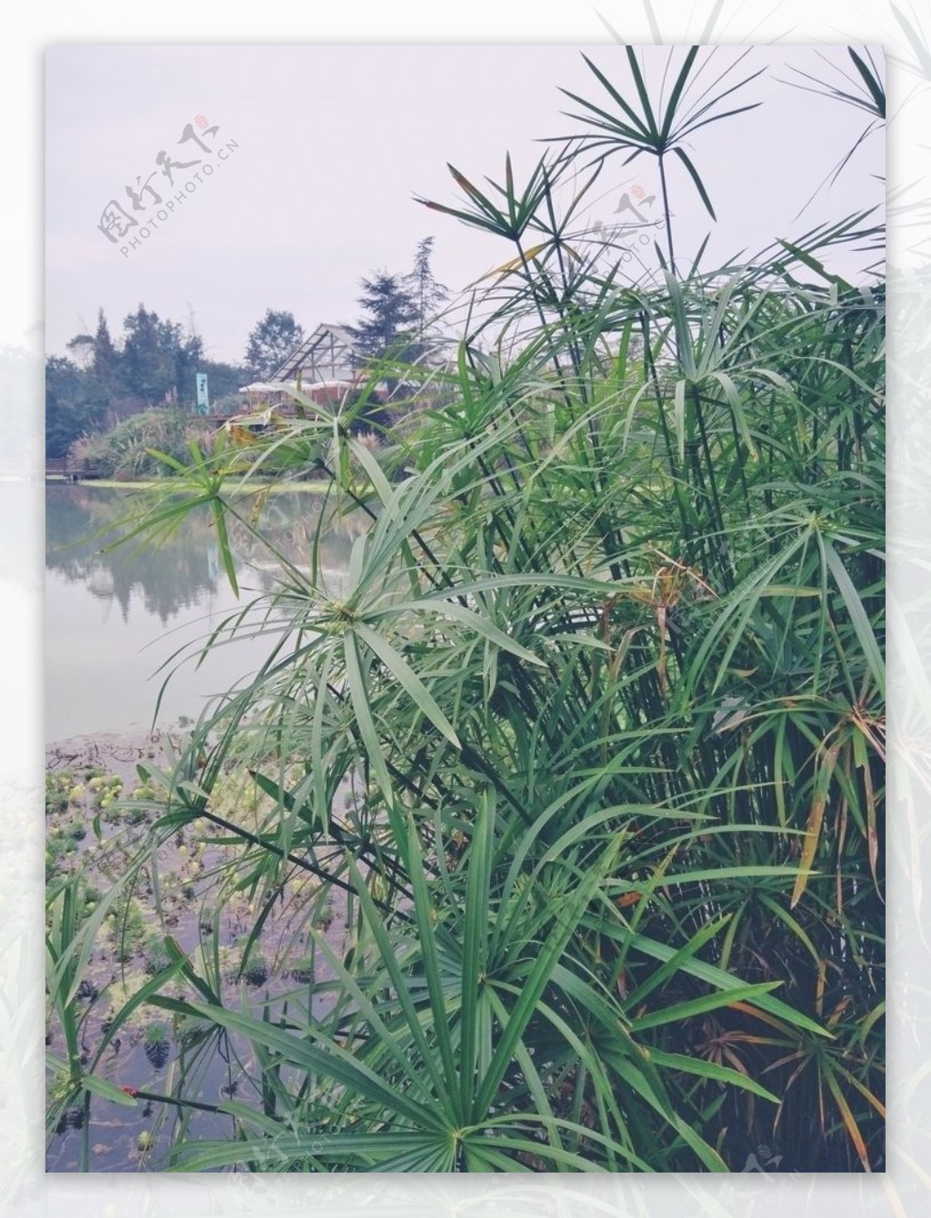 桤木河湿地公园风车草绿色