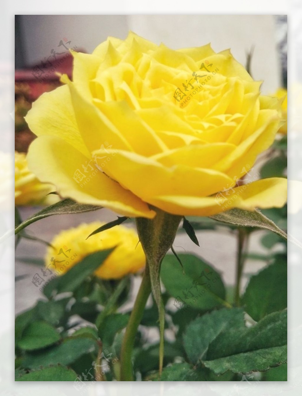 园林花卉黄色玫瑰花金色玫瑰