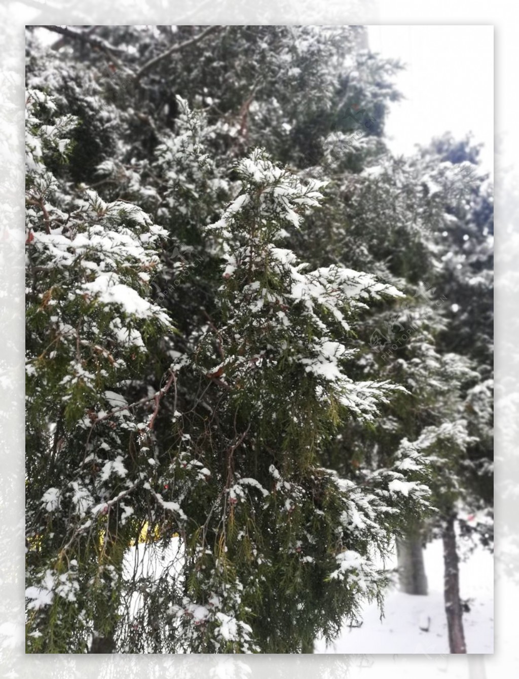 雪松树冬天翠柏苍松