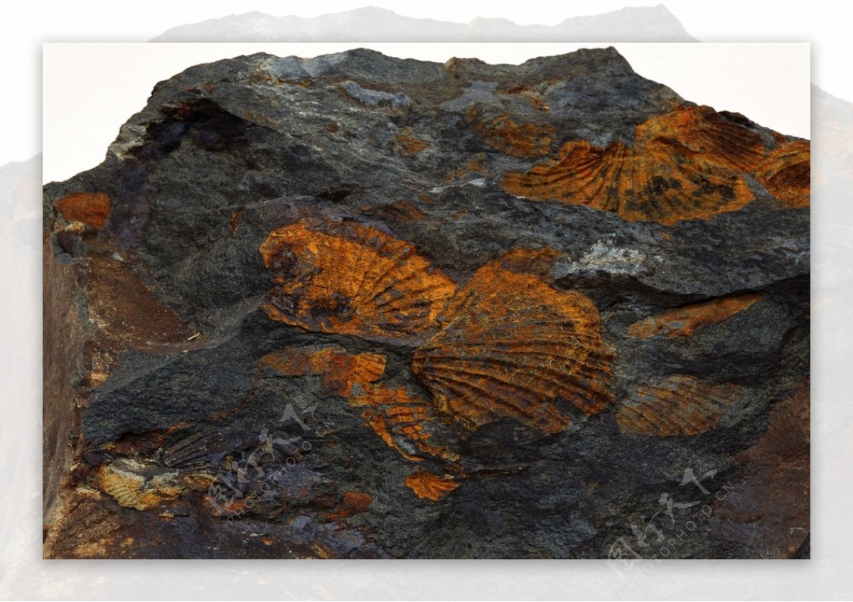 古生物化石