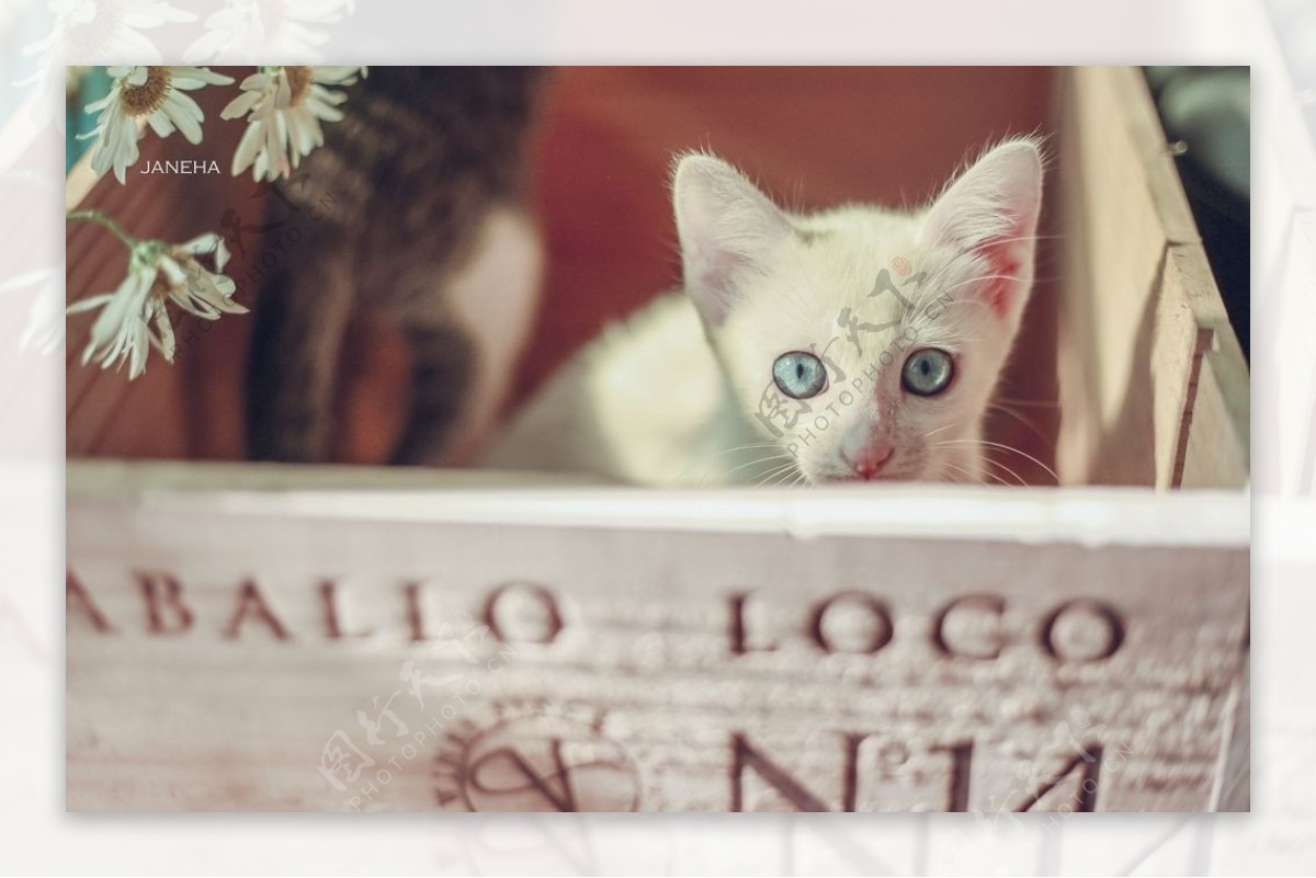 小猫木盒宠物背景