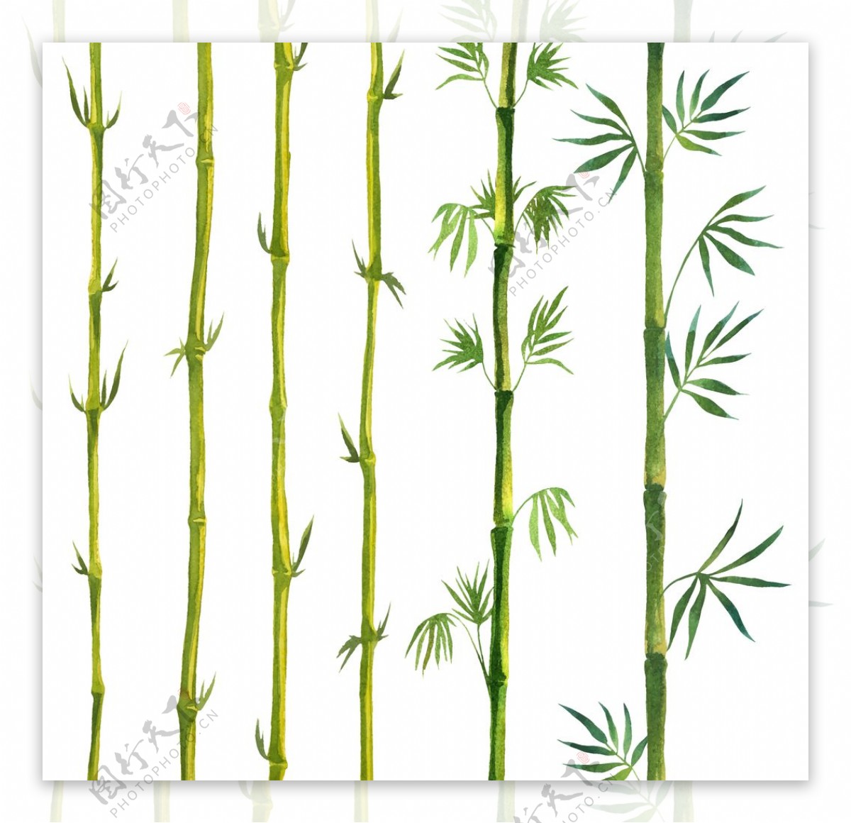 植物竹子装饰图案