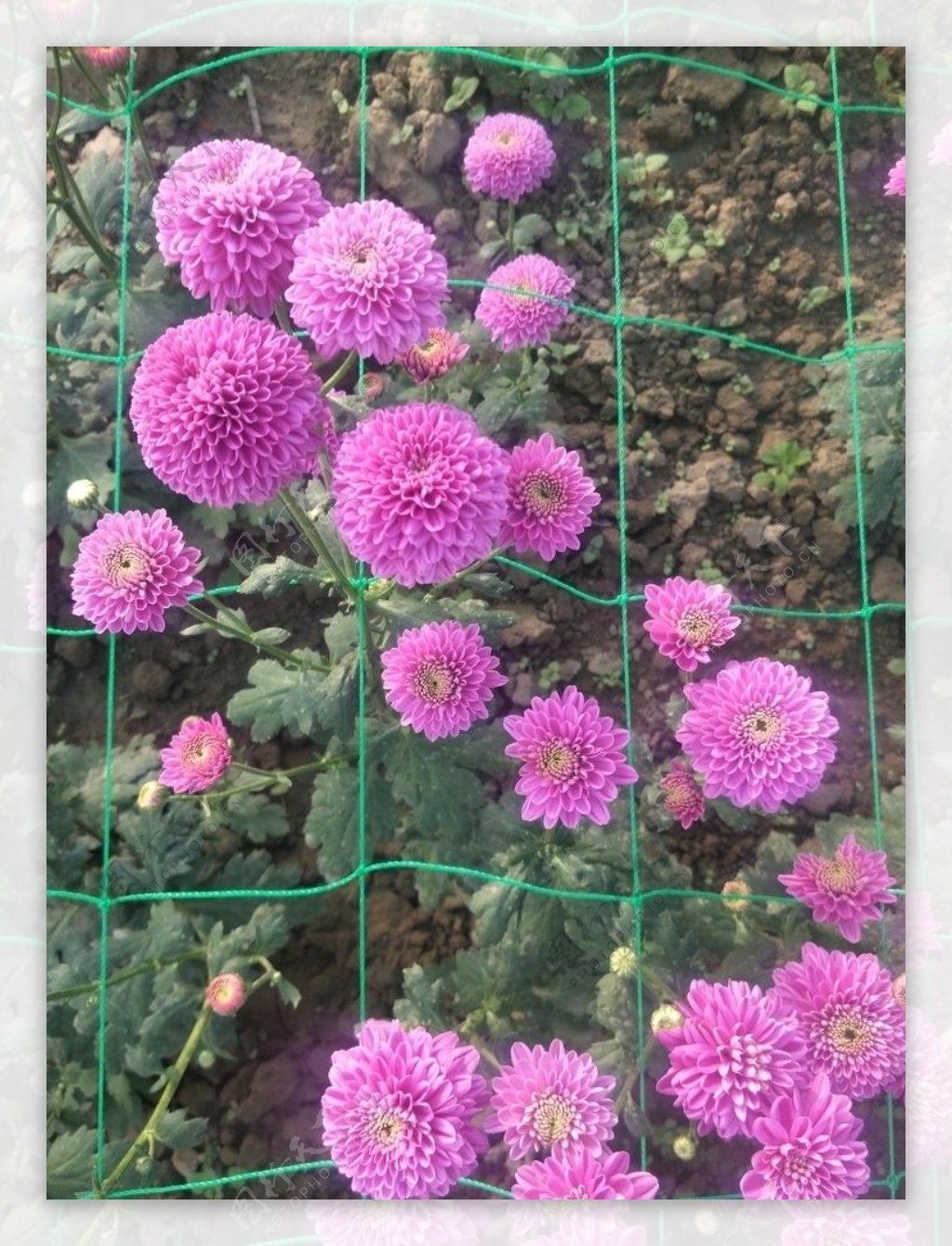 粉色菊花品种