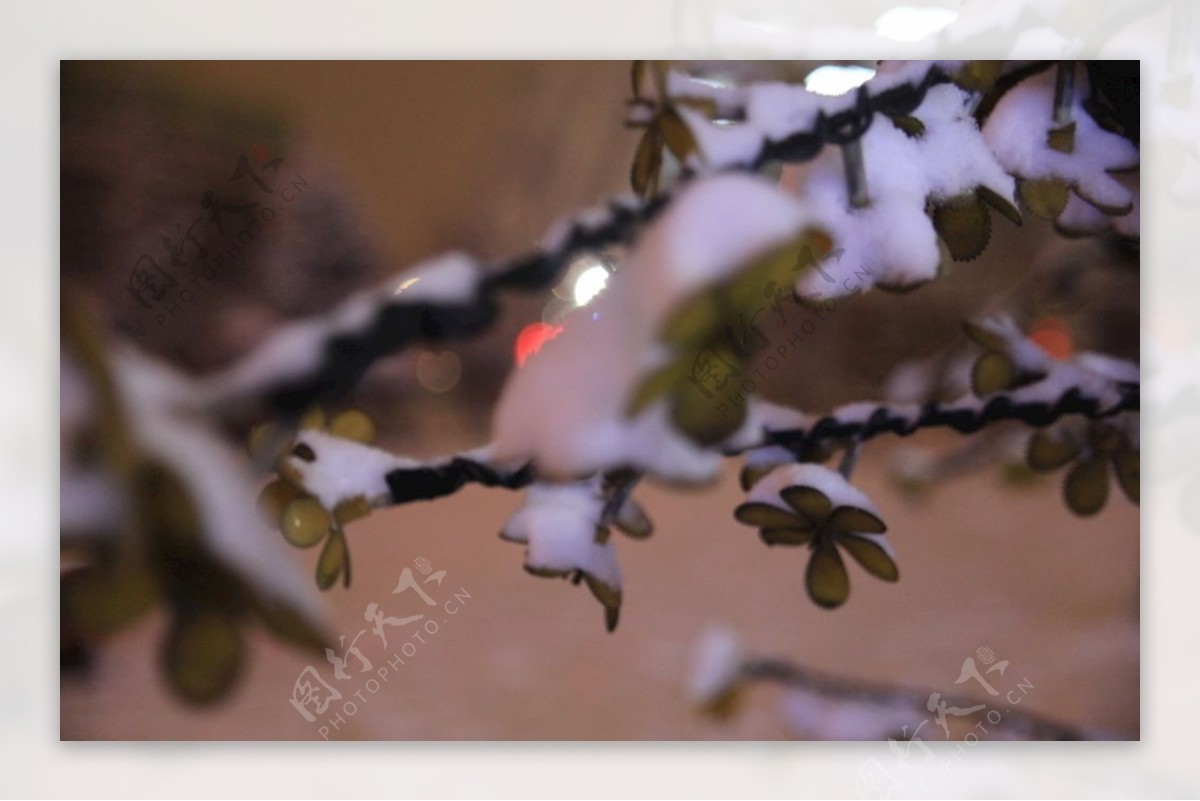 雪后的植物