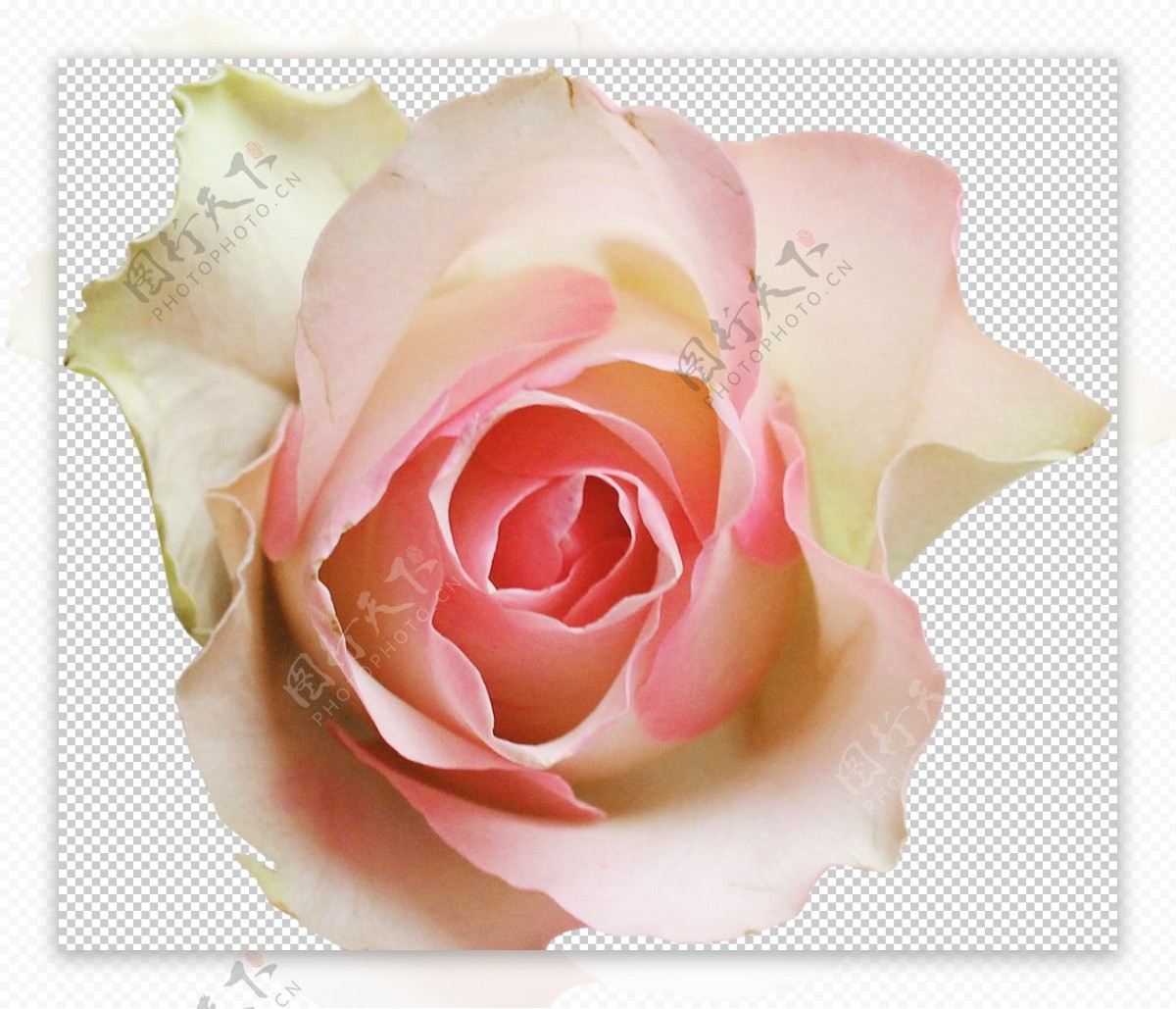 粉色玫瑰花朵图案