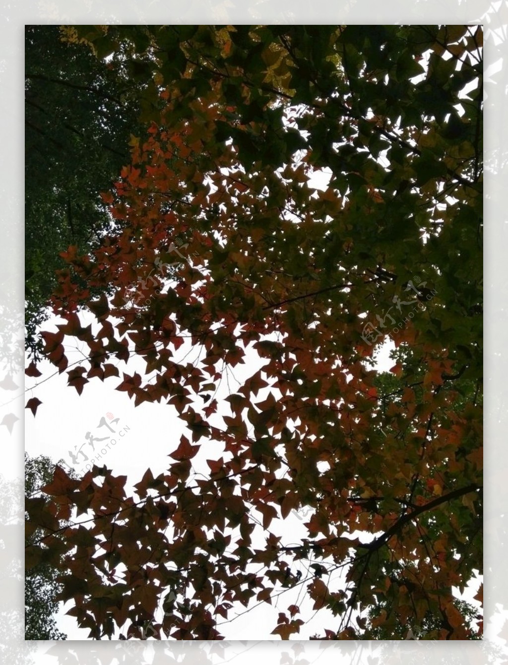 枫香树树叶秋天叶子大树