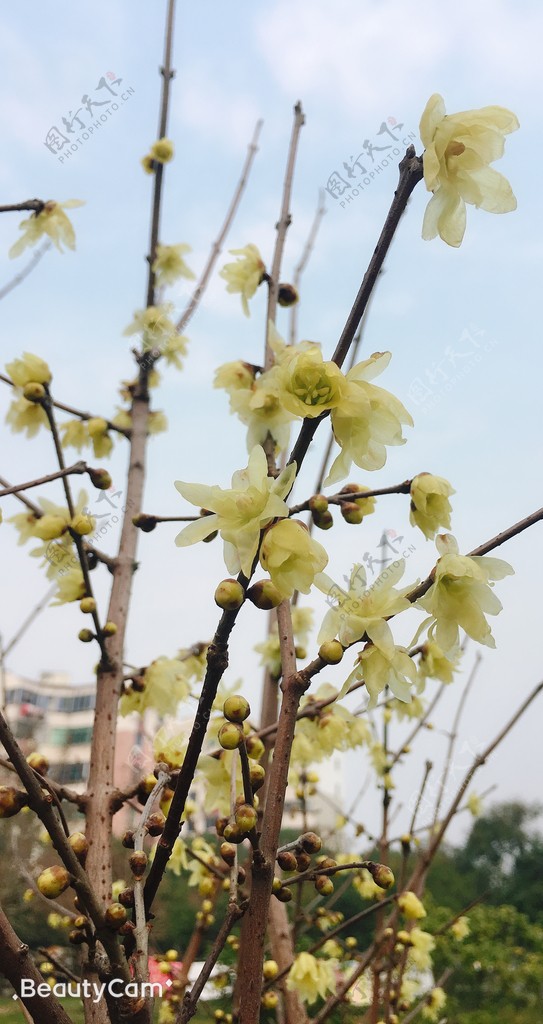 蜡梅树枝花瓣蓝天花苞