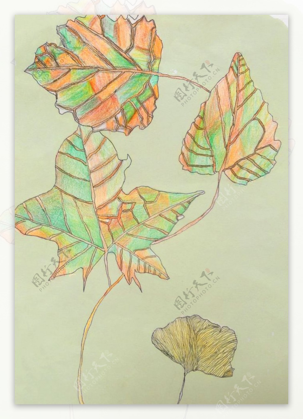 树叶彩铅色块绘画作品