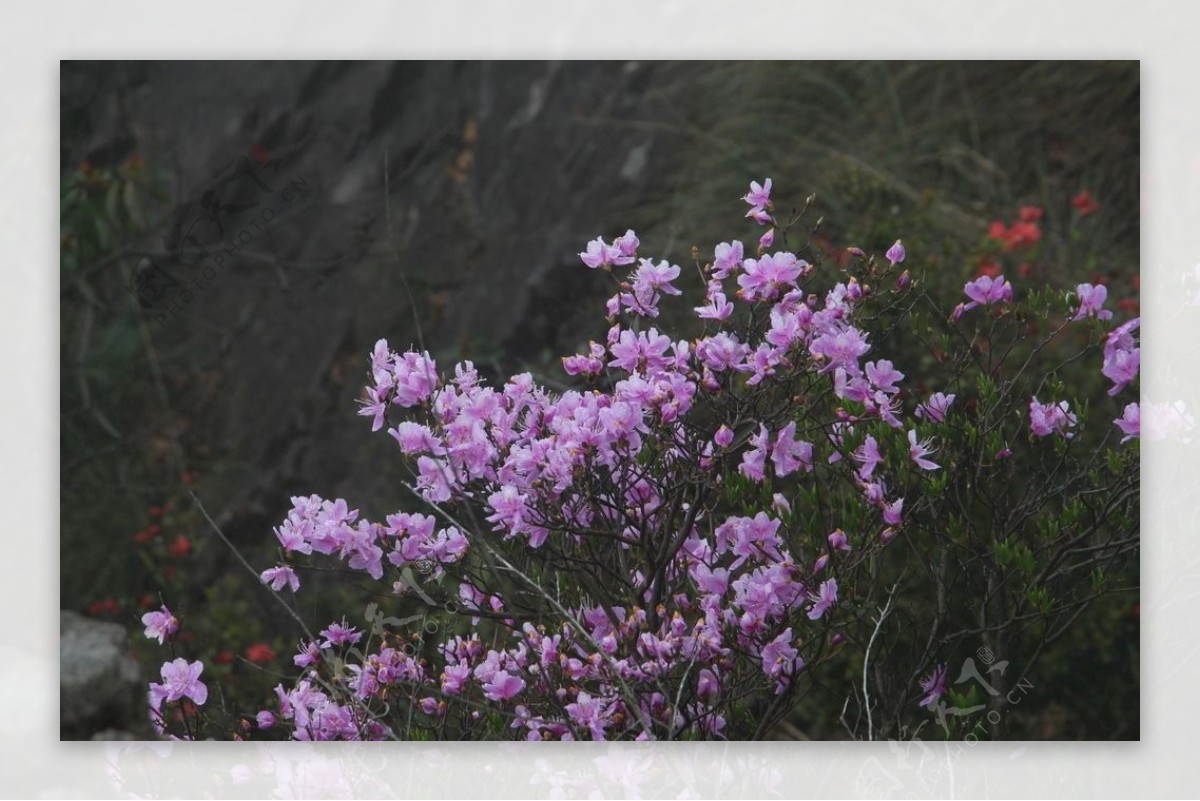 山间的紫穗槐