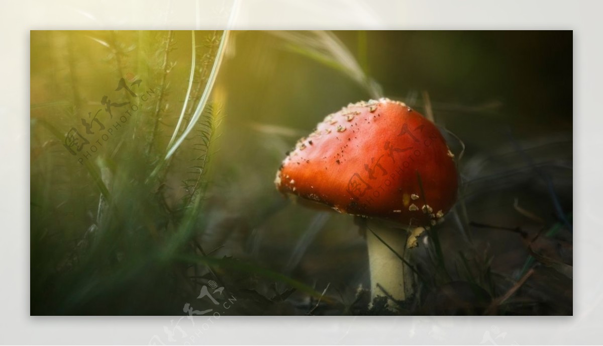 红色蘑菇草地植物背景
