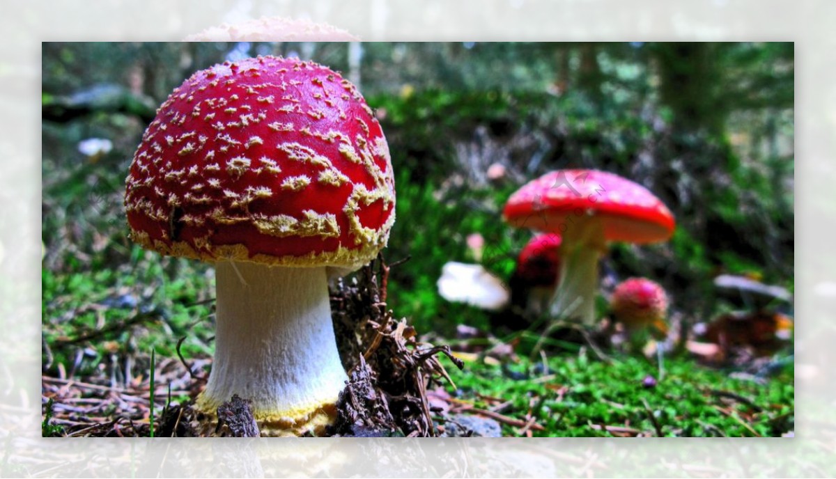 漂亮的有毒蘑菇