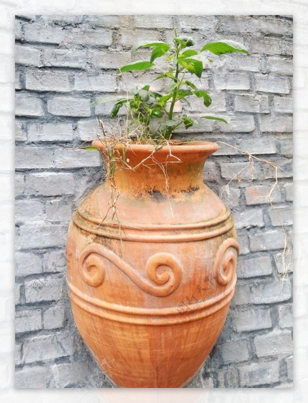 盆栽陶罐绿植园艺植物