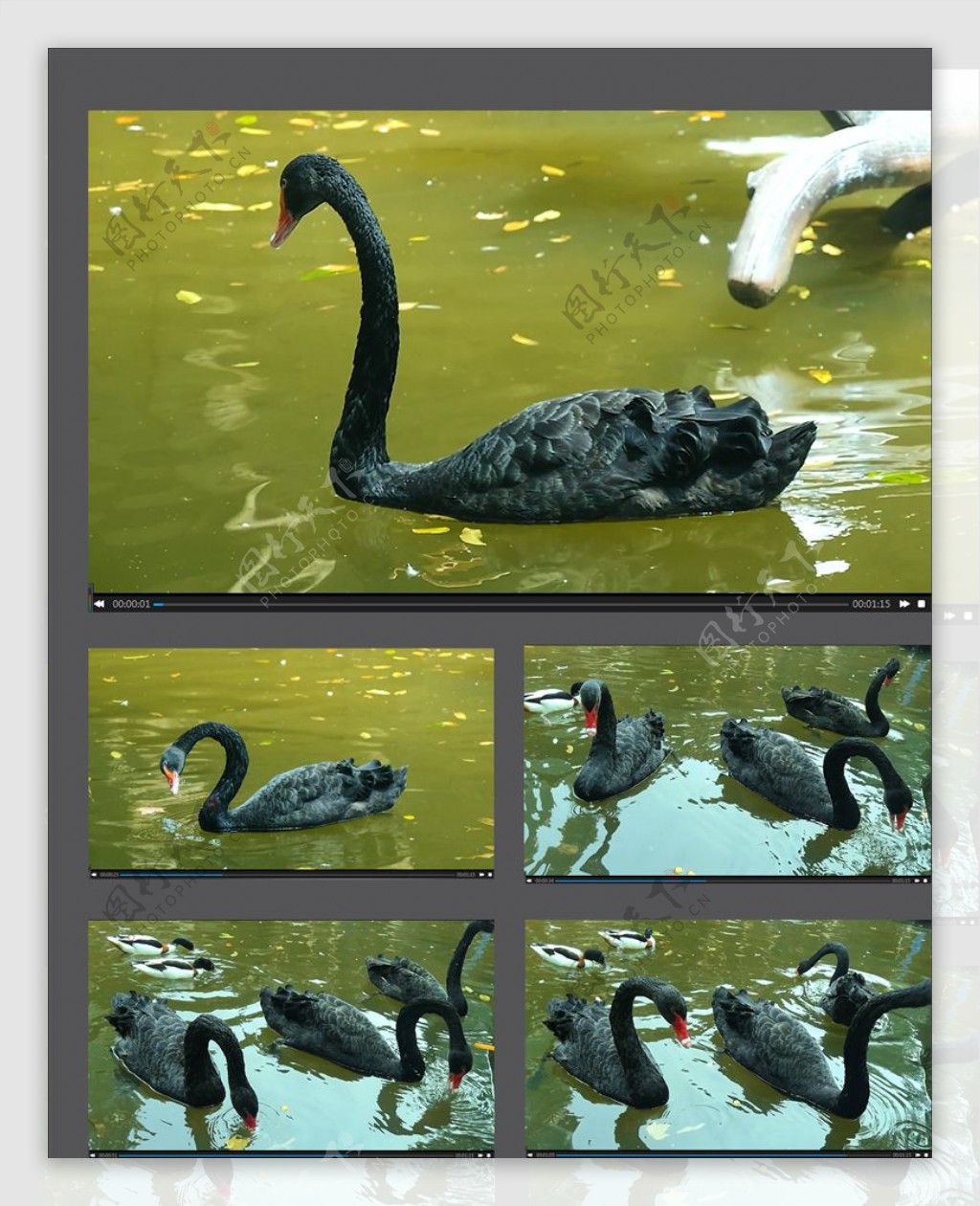湖中戏水的黑天鹅视频素材