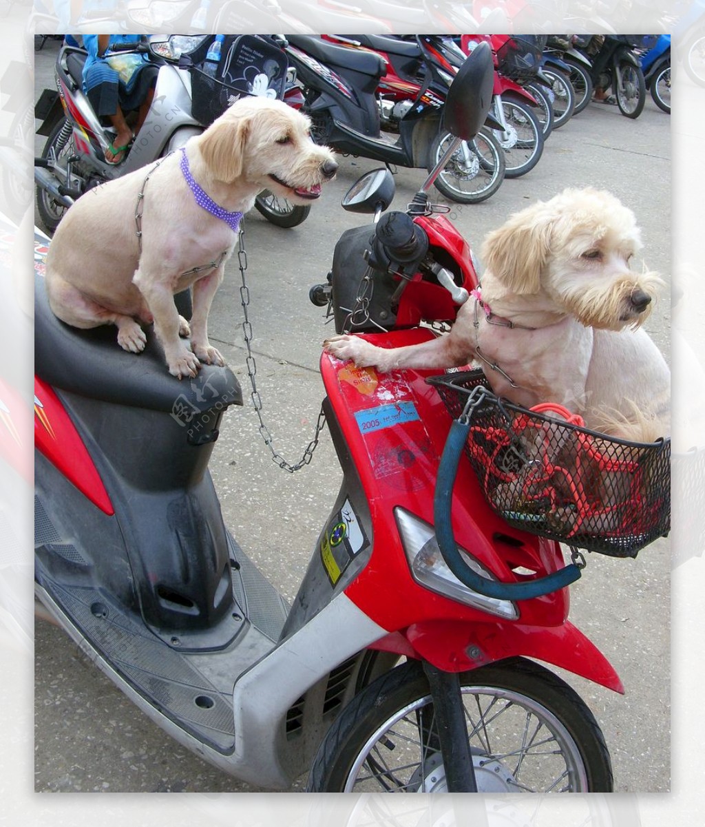 在摩托车上的两条狗