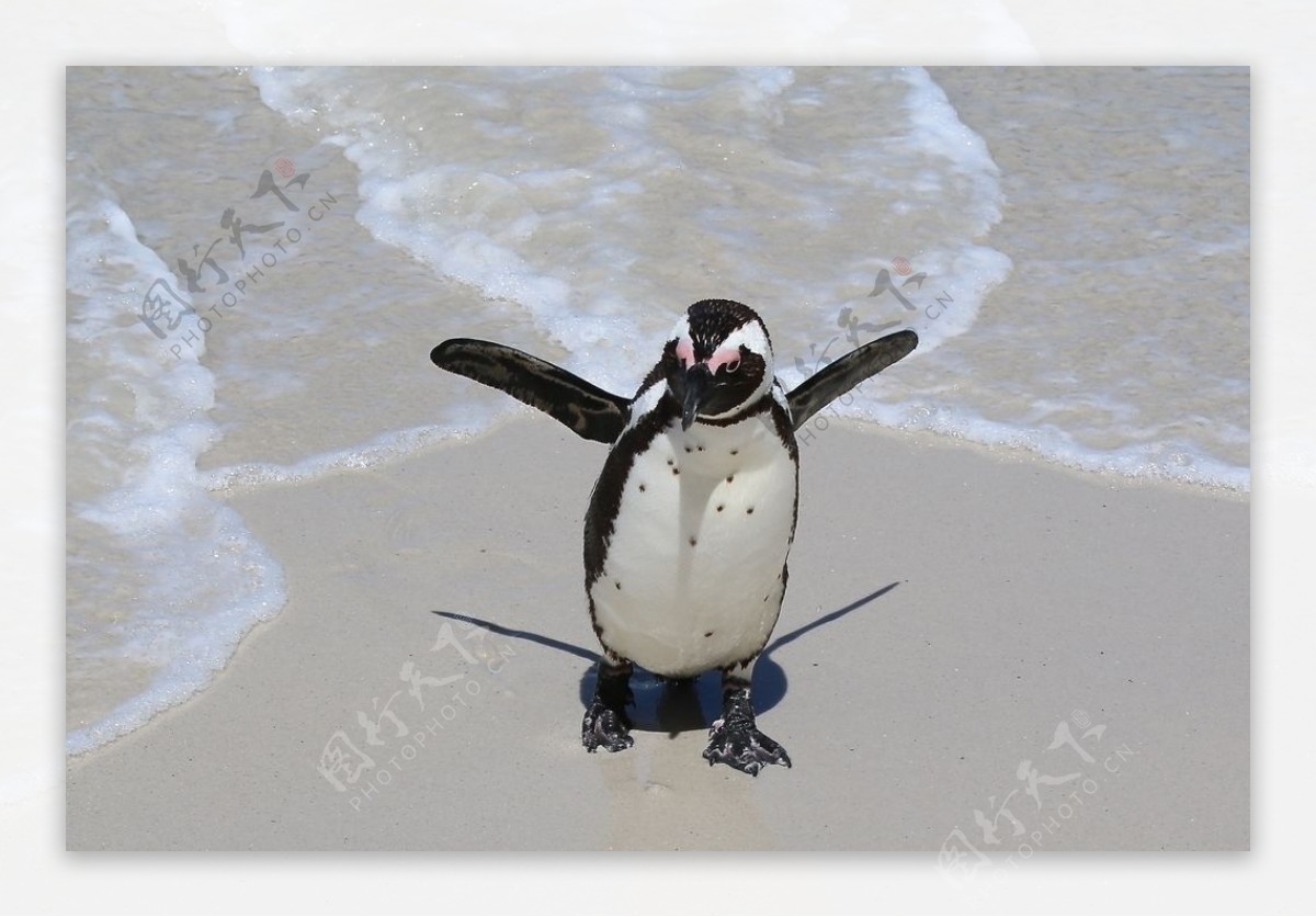 可爱的南极企鹅