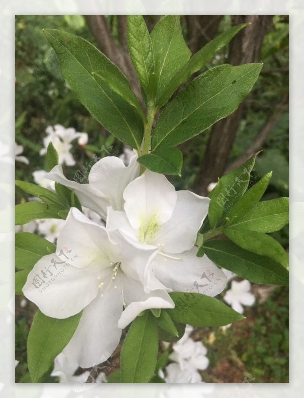 花卉鲜花