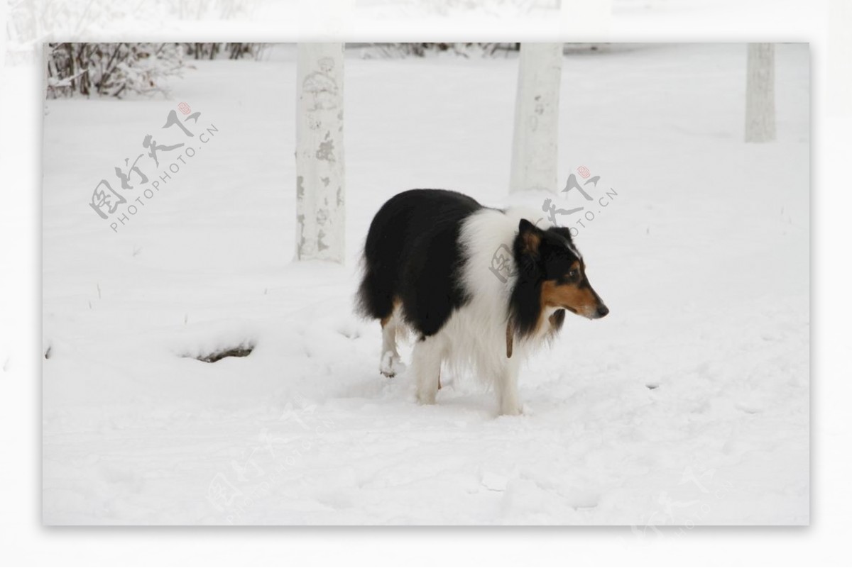 雪中苏牧犬