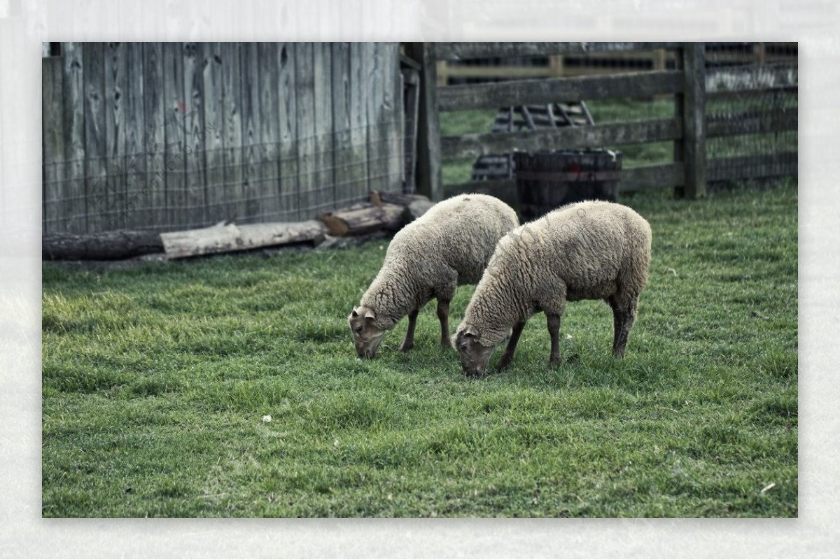 农场里可爱的绵羊