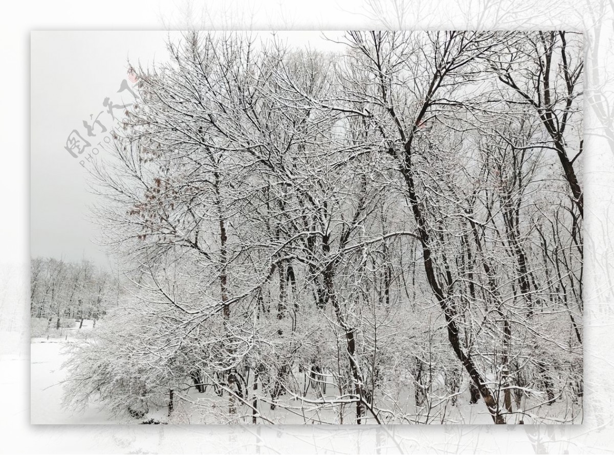 雪满枝头