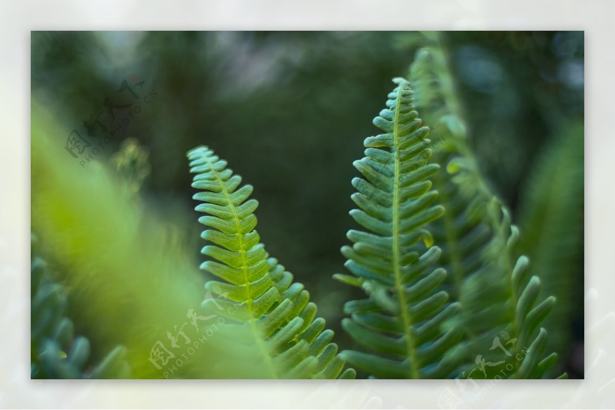 绿色清新的蕨类草叶