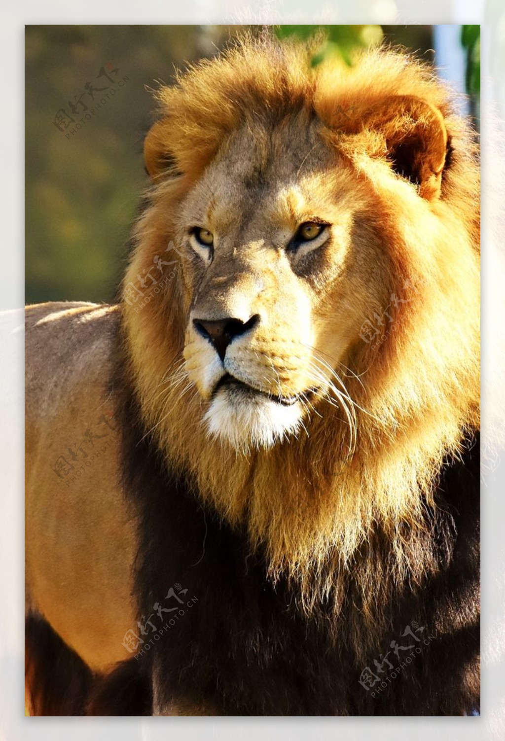 非洲狮摄影图__野生动物_生物世界_摄影图库_昵图网nipic.com