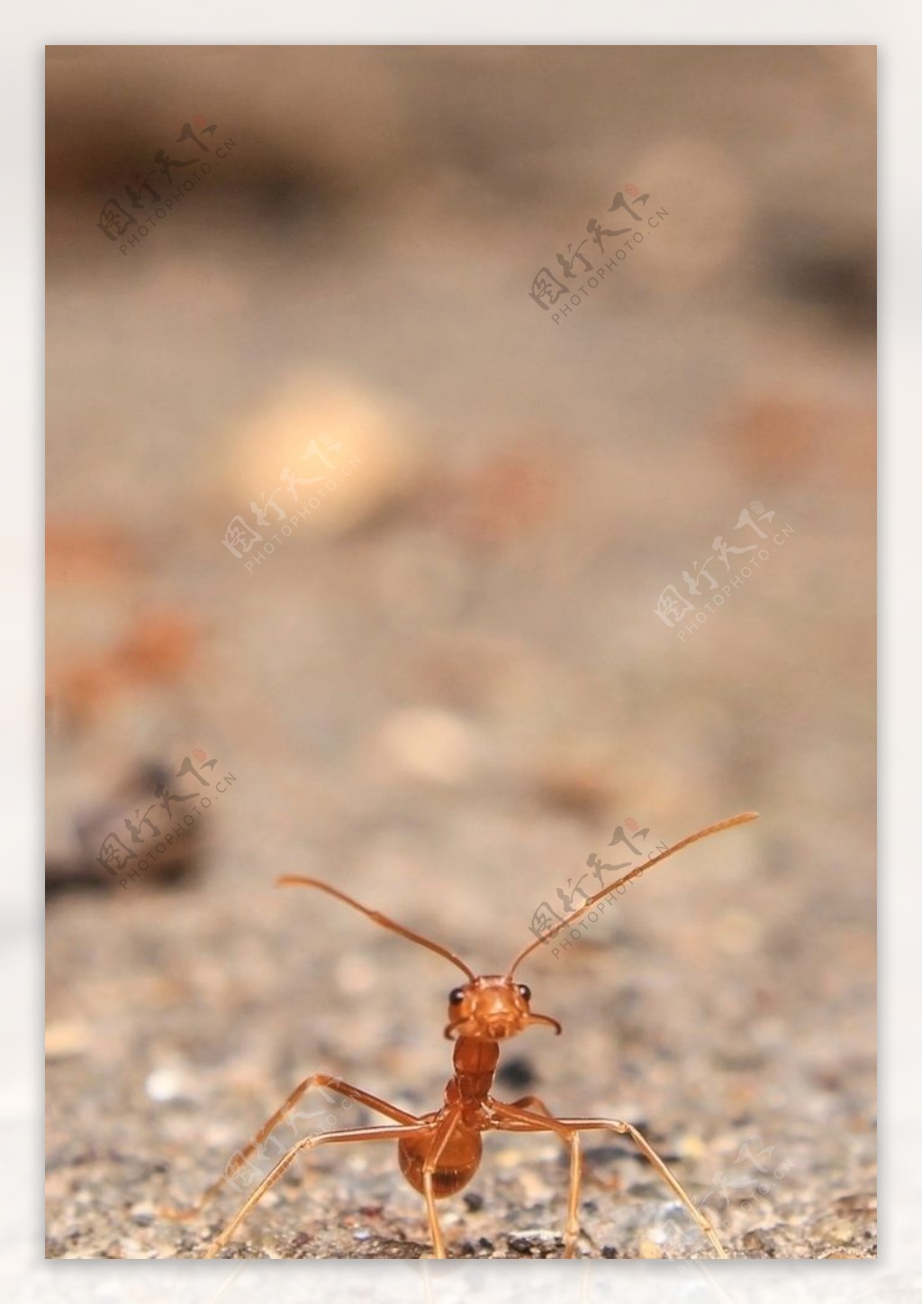 好奇的蚂蚁