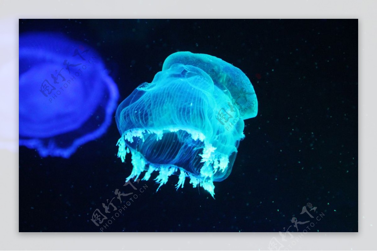 海洋馆——水母篇|摄影|宠物摄影|一笑而过293 - 原创作品 - 站酷 (ZCOOL)